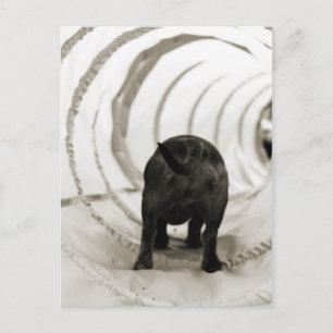 Welpe Hintern Postkarte