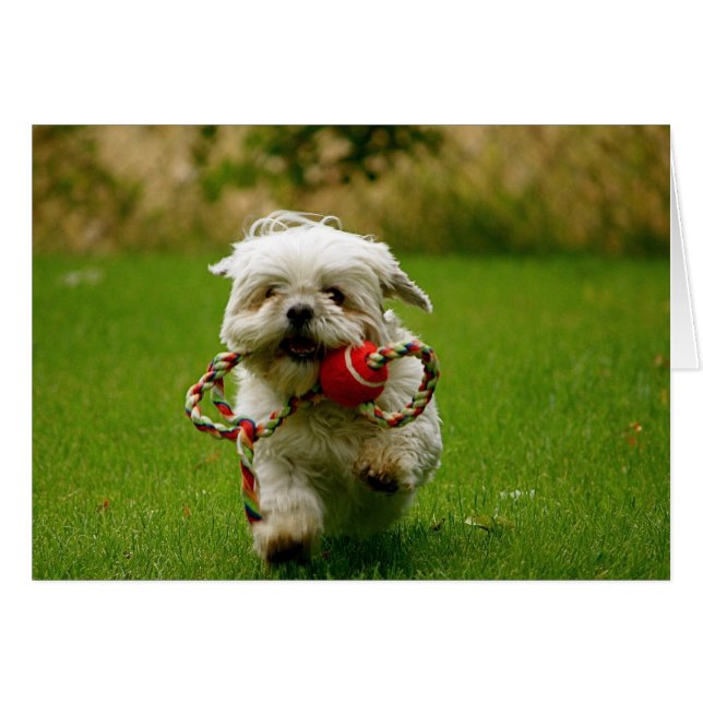 Welpe holen (Vorderseite (Horizontal))