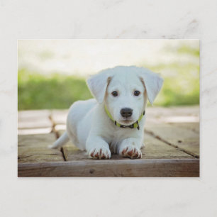 Welpe Hund Tier Niedlich Weiße adorable Kanine Postkarte
