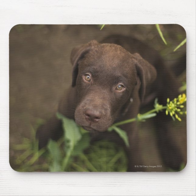Welpe im Gras Mousepad (Vorne)
