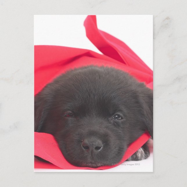Welpe in Decke Postkarte (Vorderseite)