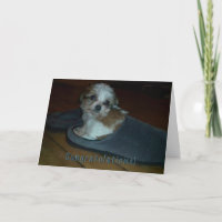 Welpe in Slipper, herzlichen Glückwunsch Welpe Ado