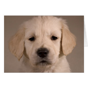 Welpe. Karte durch cARTerART