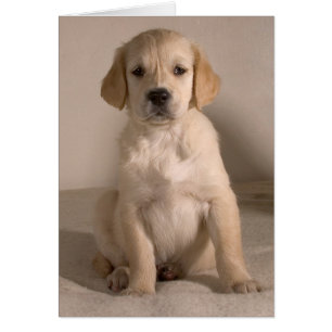 Welpe. Karte durch cARTerART