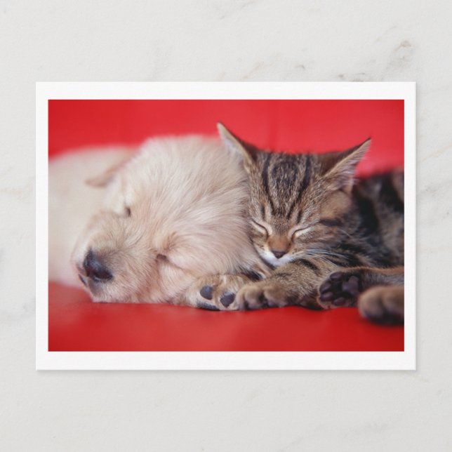 Welpe & Kitten Postkarte (Vorderseite)