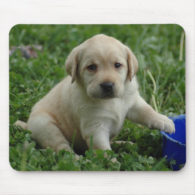 Welpe-Labrador-HDtapete Mousepad (Vorne)