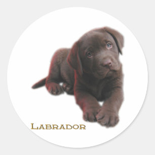 Welpe Labrador Runder Aufkleber