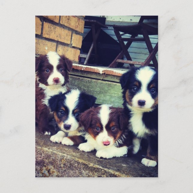 Welpe Liebe - Adorable Australian Shepherds Postkarte (Vorderseite)