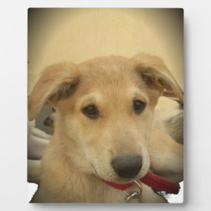 Welpe Liebe: Der beste Freund des Menschen Fotoplatte