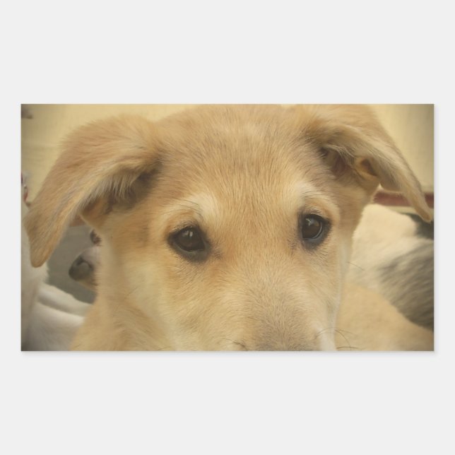 Welpe Liebe: Der beste Freund des Menschen Rechteckiger Aufkleber (Vorderseite)