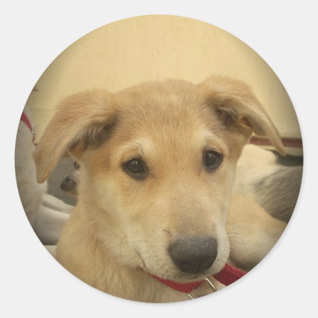 Welpe Liebe: Der beste Freund des Menschen Runder Aufkleber (Vorderseite)