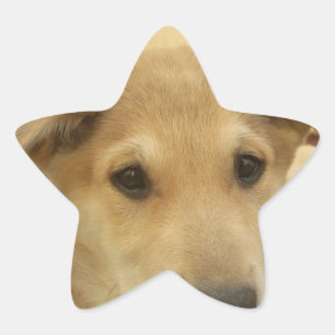 Welpe Liebe: Der beste Freund des Menschen Stern-Aufkleber
