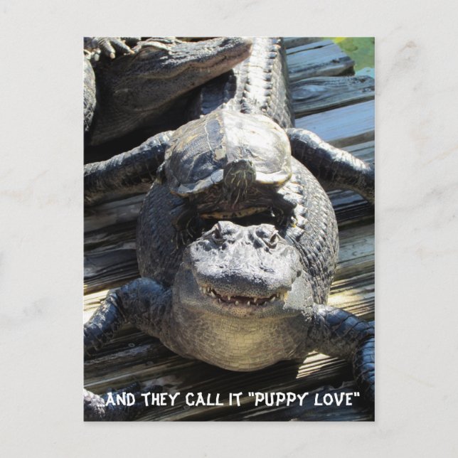"Welpe Liebe" - Gator / Alligator Postkarte (Vorderseite)