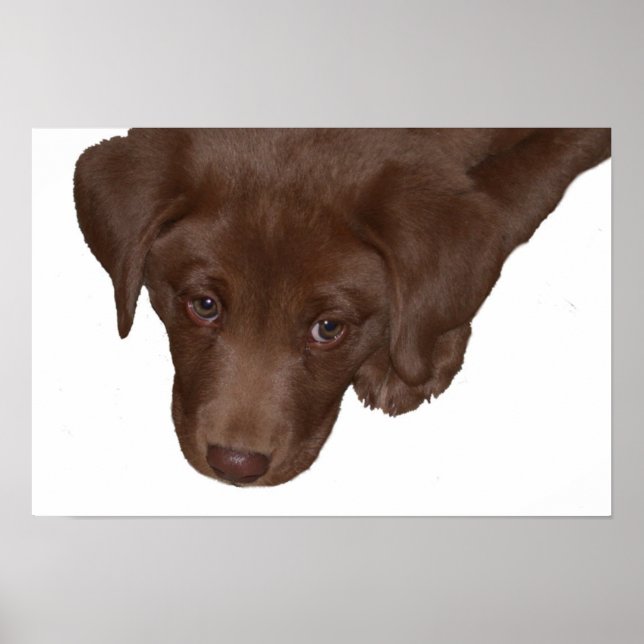 Welpe Liebe Poster (Vorne)