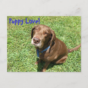 Welpe Liebe! Postkarte