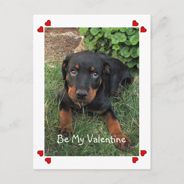 Welpe Liebe Valentinstag Postkarte (Vorderseite)