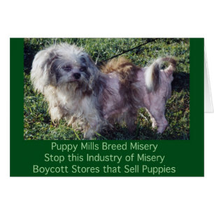 Welpe Mills Bree Misery Card