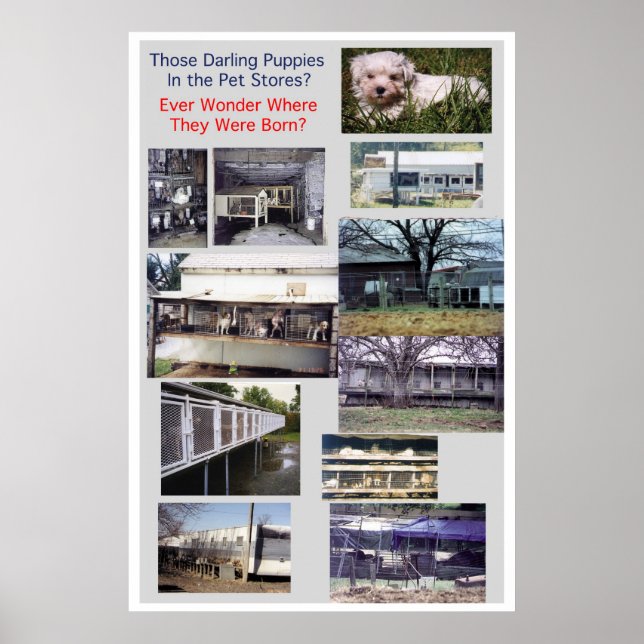 Welpe Mills Bree Misery Poster (Vorne)