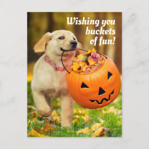 Welpe mit Kürbis Einladungspostkarte