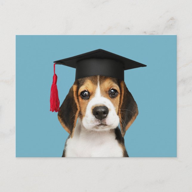 Welpe mit niedlichem Beagle in einem Graduierungsd Postkarte (Vorderseite)