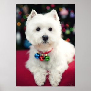 Welpe mit Weihnachtsglocke am Hals Poster