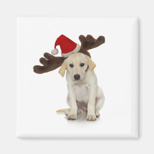 Welpe mit Weihnachtsmannmütze und Rentier Magnet