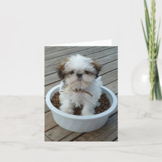 Welpe Notecards Shih Tzu Karte
