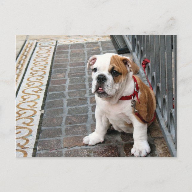 Welpe Postkarte (Vorderseite)