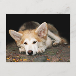 Welpe Postkarte