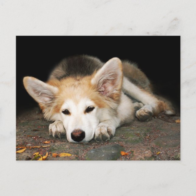Welpe Postkarte (Vorderseite)