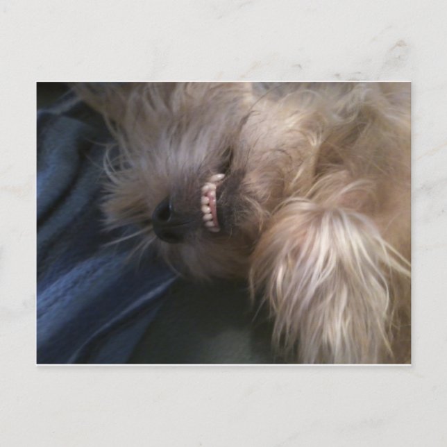 Welpe Postkarte (Vorderseite)