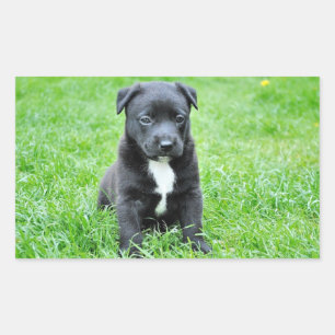 Welpe Rechteckiger Aufkleber