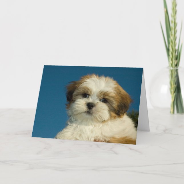 Welpe Shih Tzu ", der an Sie" denkt, kardieren Karte (Vorderseite)