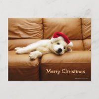 Welpe trägt einen Weihnachtsmütze und liegt auf de