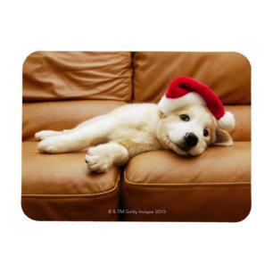 Welpe trägt einen Weihnachtsmütze und liegt auf de Magnet