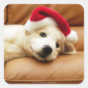 Welpe trägt einen Weihnachtsmütze und liegt auf de Quadratischer Aufkleber