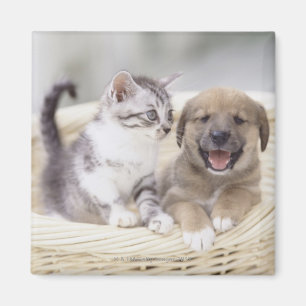 Welpe und Baby-Katze Magnet
