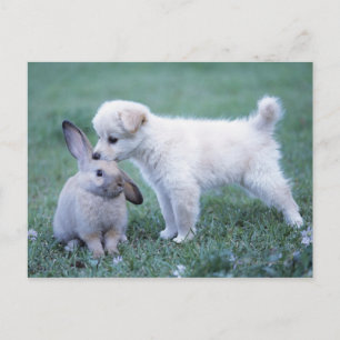 Welpe und Lop Ohrkaninchen auf Rasen Postkarte