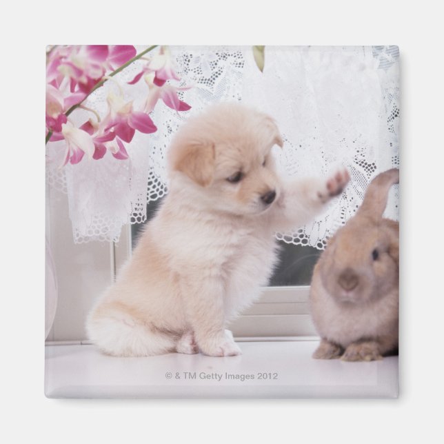 Welpe und Love Ohr Rabbit Magnet (Vorne)