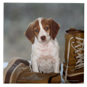 Welpe und Stiefel Fliese