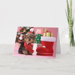 Welpe und Weihnachten Yorkshires Terrier