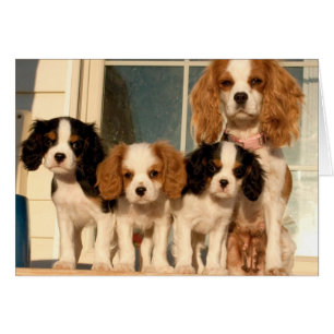 Welpen auf dem Portal