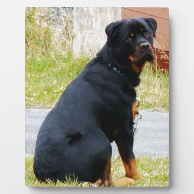 Welpen Fotoplatte (Vorderseite)