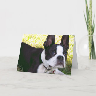 Welpen-Gruß-Karte Bostons Terrier Karte