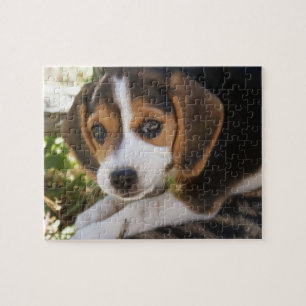 Welpen-HundeBeagle Puzzle