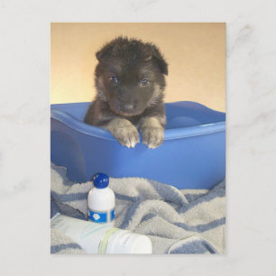 Welpen im Bad Postkarte