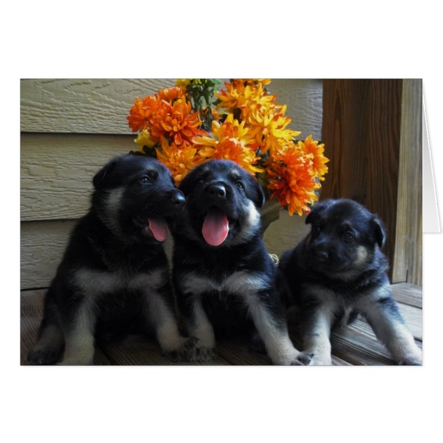 Welpen-Karte (Vorderseite (Horizontal))