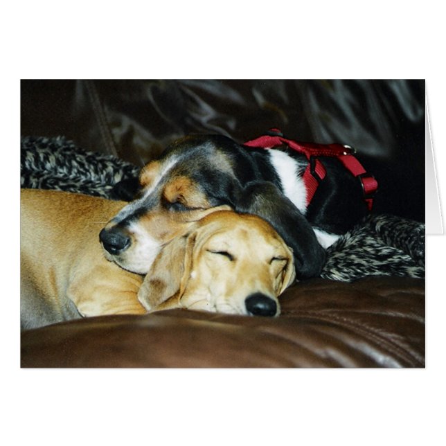 Welpen-Liebe (Vorderseite (Horizontal))