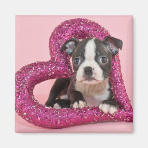 Welpen-Liebe Getty Bild-  Magnet