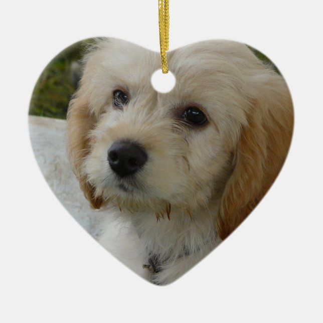 Welpen-Liebe - niedliches MaltiPoo HundeFoto Keramik Ornament (Vorne)
